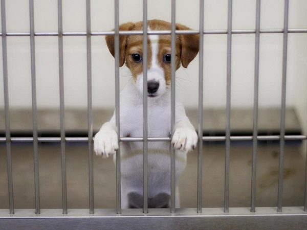 Puppy