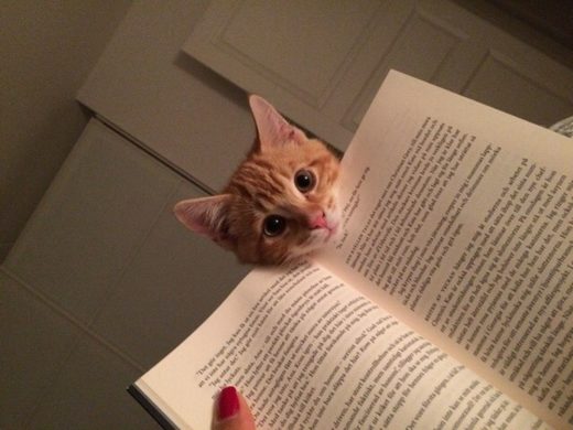 Click to enlarge Cat book