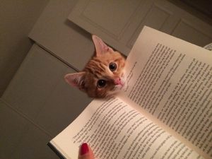 Cat book