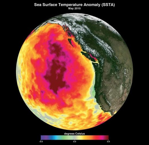 Pacific blob