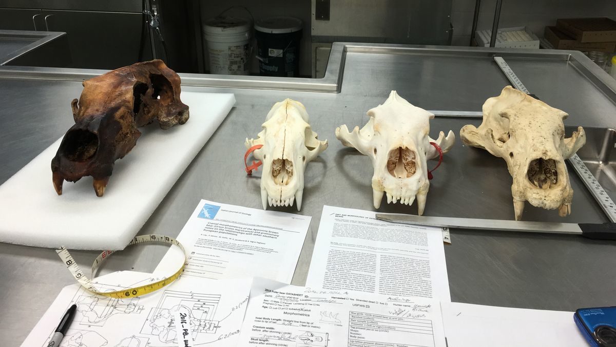polar bear skull