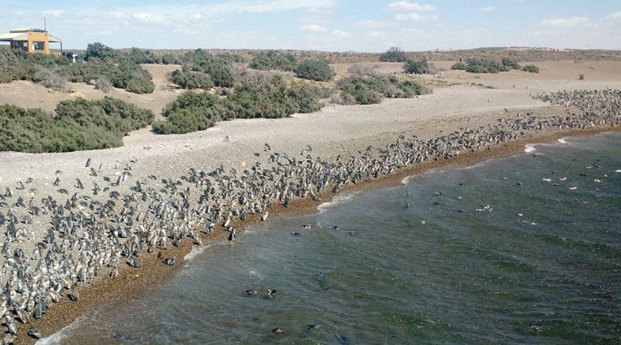 Click to enlarge magellanic penguins