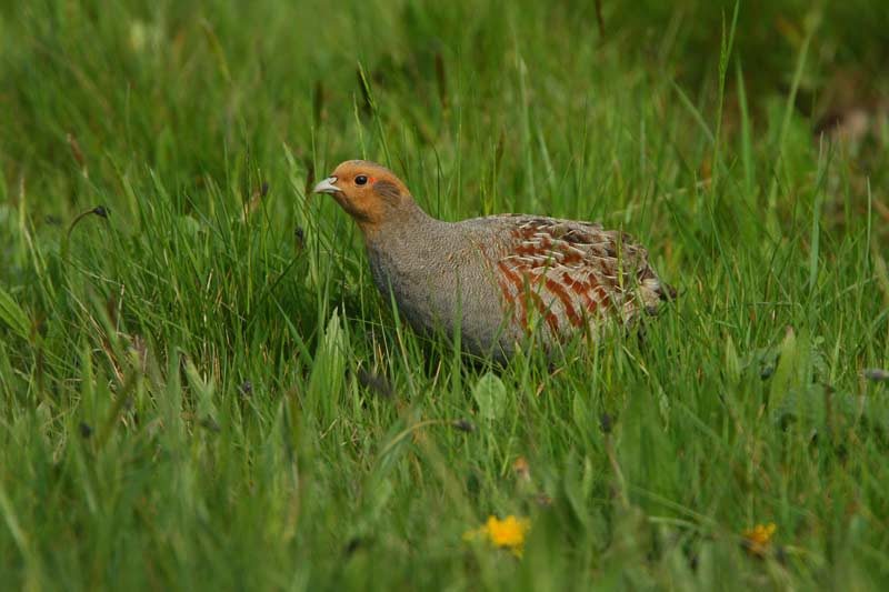 Click to enlarge Grey Partridge