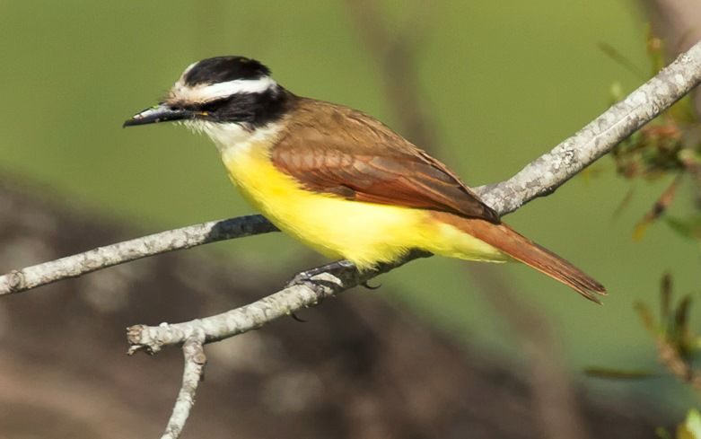  great kiskadee 