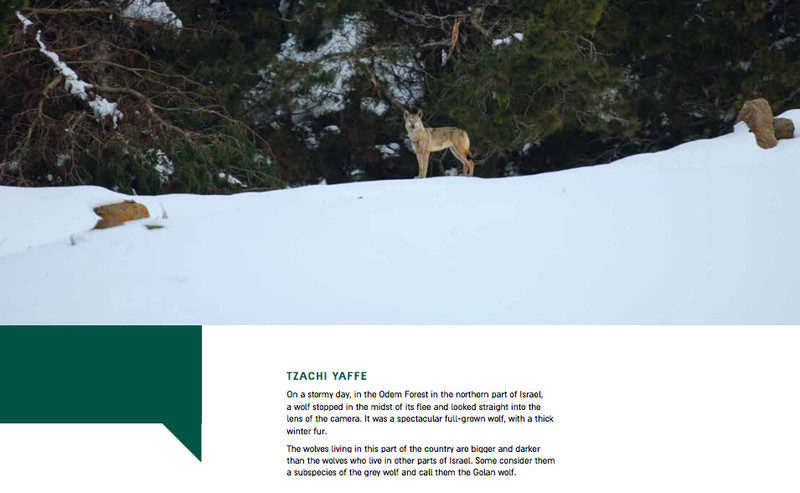 Click to enlarge wolf in the occupied Syrian Golan Heights.