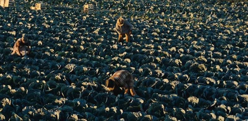 Click to enlarge agriculture farm workers