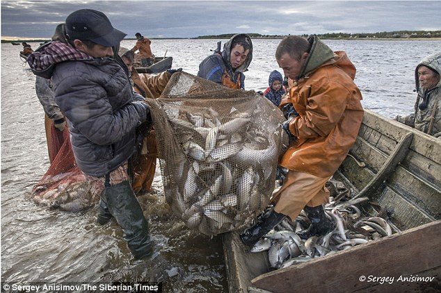 siberian tribes fishing