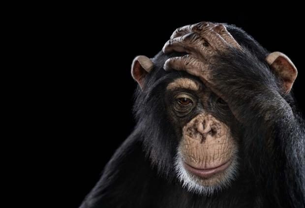Click to enlarge Chimpanzee