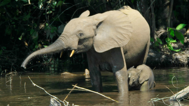 elephant
