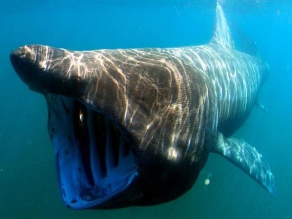  Basking shark
