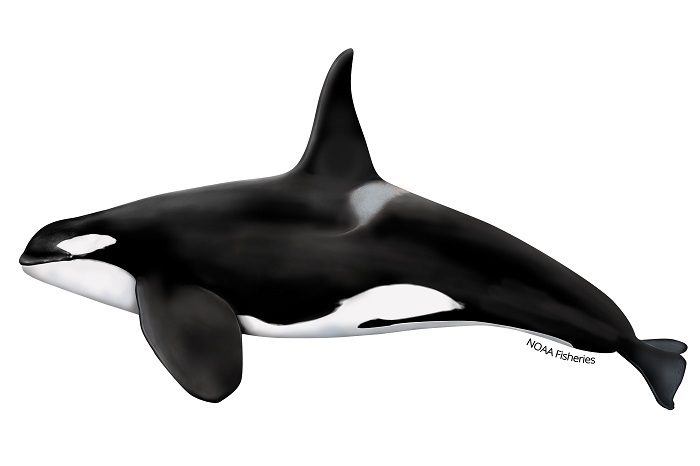 Killer whale