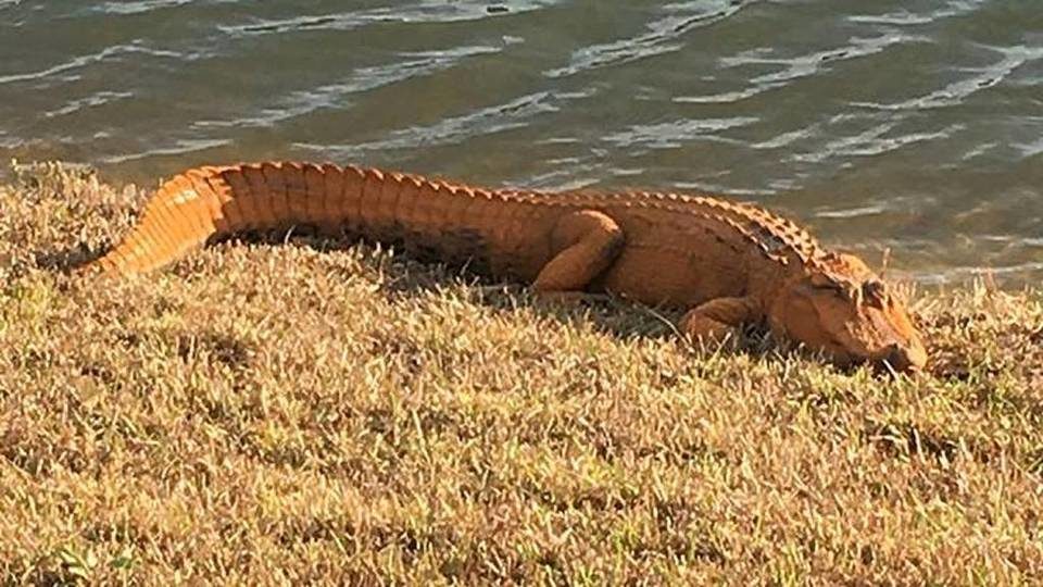 orange gator