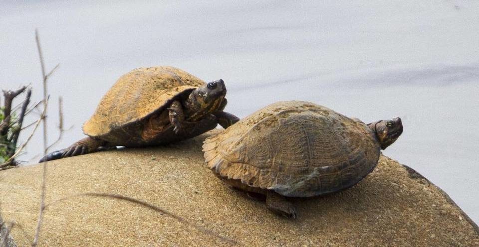 orange turtles
