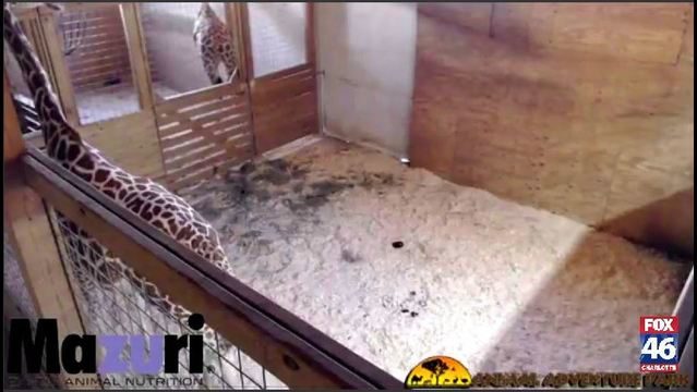 giraffe livestream