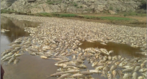 Click to enlarge DEAD FISH