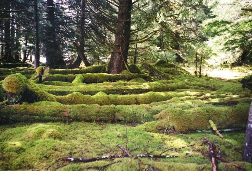 Click to enlarge Logs of old Haida house