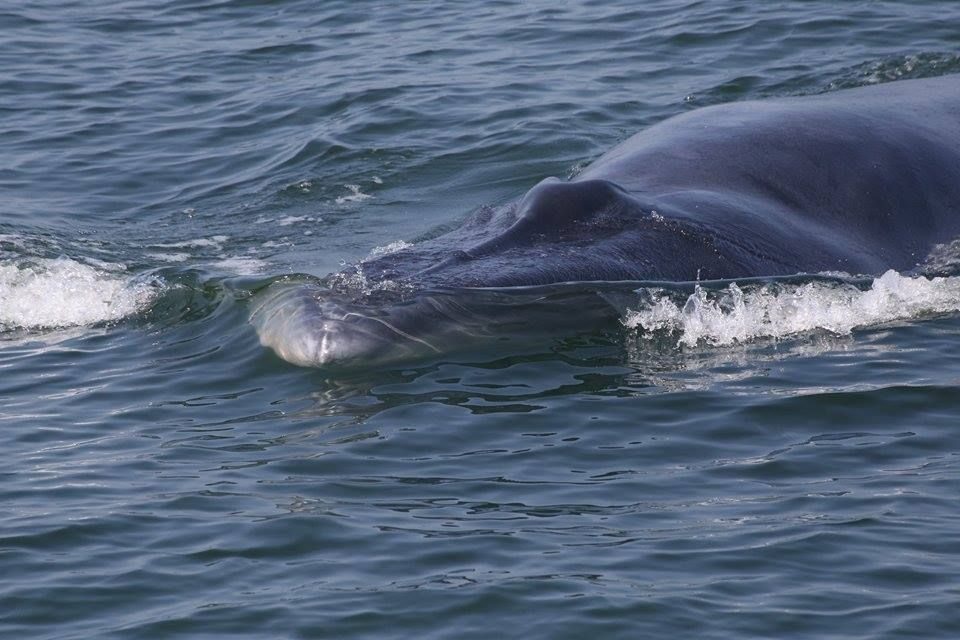 Click to enlarge File photo of Bruda whale seen in Prachuap Khiri Khan waters