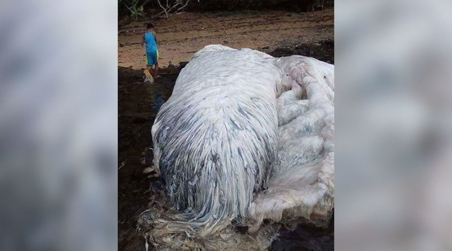 Click to enlarge Sea cow or monster from the deep?