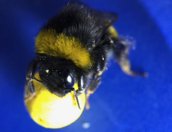 bee on a ball