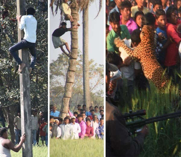 Leopard atack