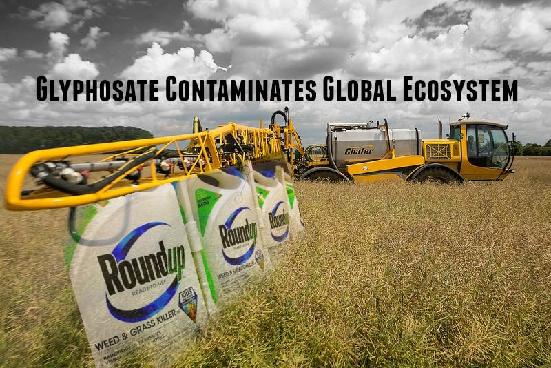 glyphosate contamination
