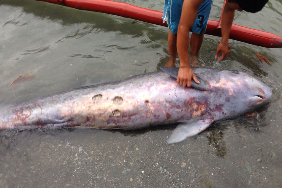Dead dwarf sperm whale