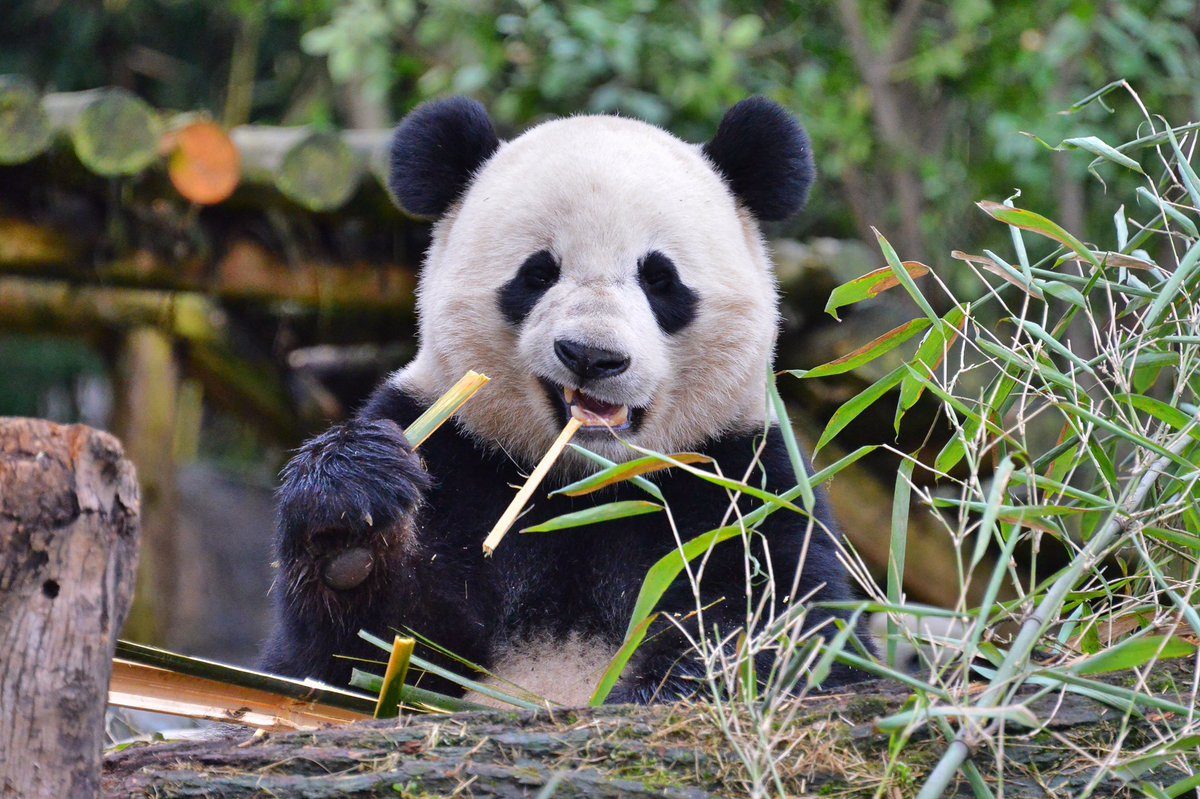 Bored with bamboo?