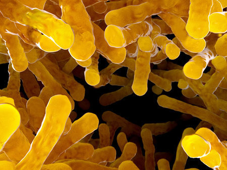 gut flora
