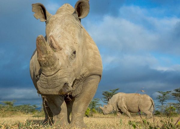 Click to enlarge rhinos