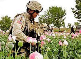 Click to enlarge soldier in opium field