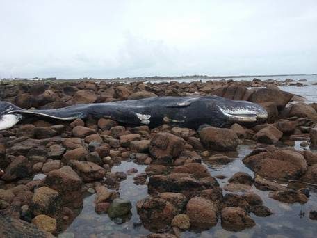 Click to enlarge dead whale