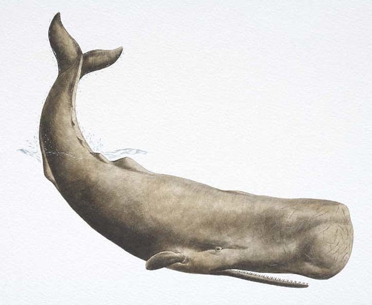 Click to enlarge Sperm whale