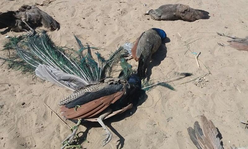The neck of the birds get swollen after contracting the infection, after which they suddenly fall on the ground.