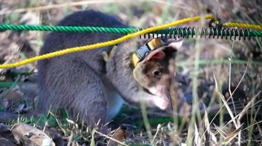 landmine rat
