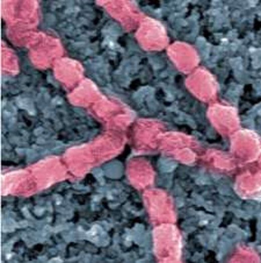 sponge bacteria arsenic