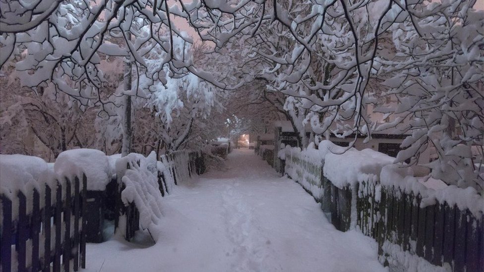 Click to enlarge Trees heavy with snow on a footpath in central Reykjavik.