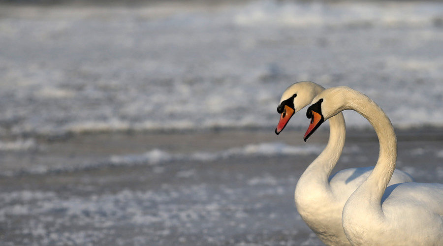 Swans