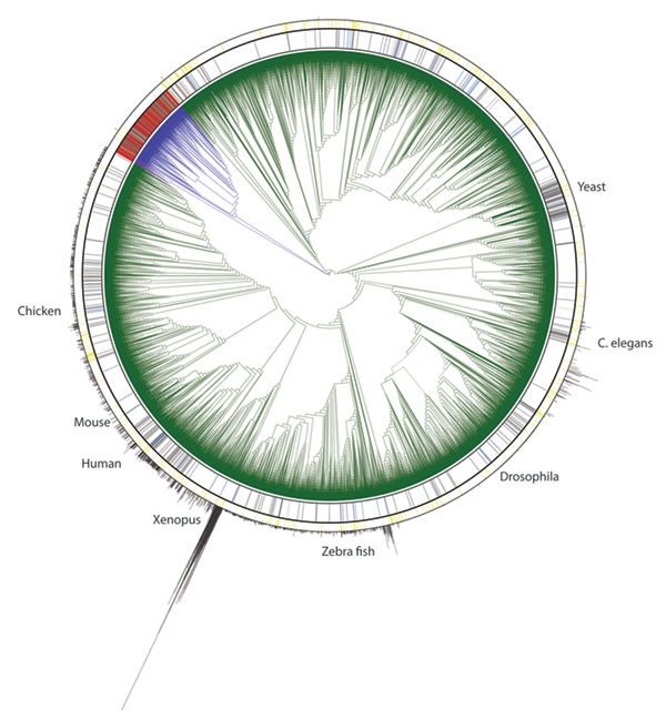 Click to enlarge DNA of life