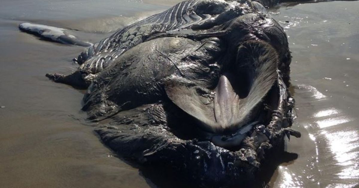 Click to enlarge The carcass of what appears to be a heavily decomposed and scavaged humpback whale washed ashore at the Chincoteague National Wildlife Refuge, according to Matthew Klepeisz, public relations manager at the Virginia Aquarium.