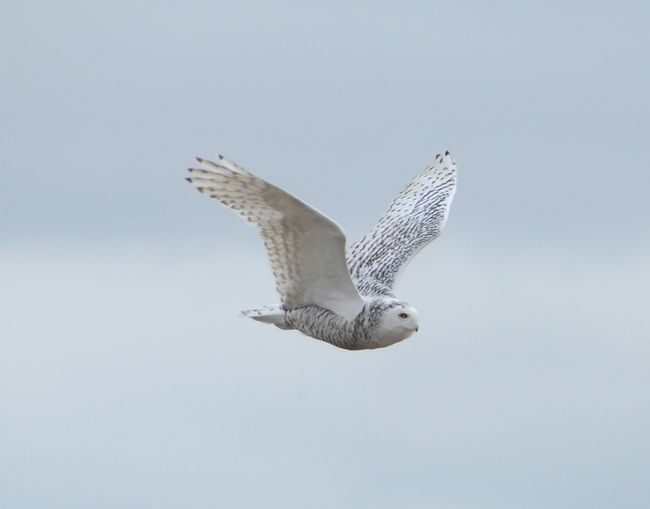 A snowy owl flies over a field near Chesley.