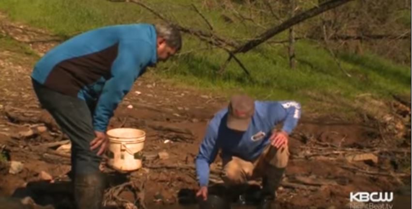 Gold panning in California