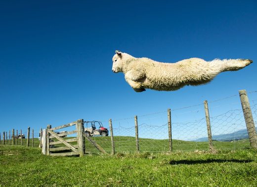 Click to enlarge New Zeeland, Lamb