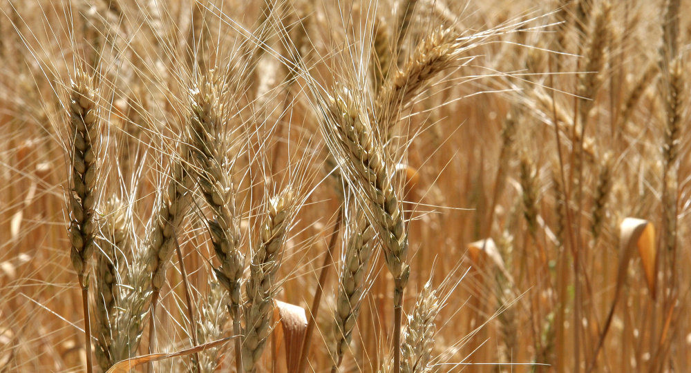 Wheat crop