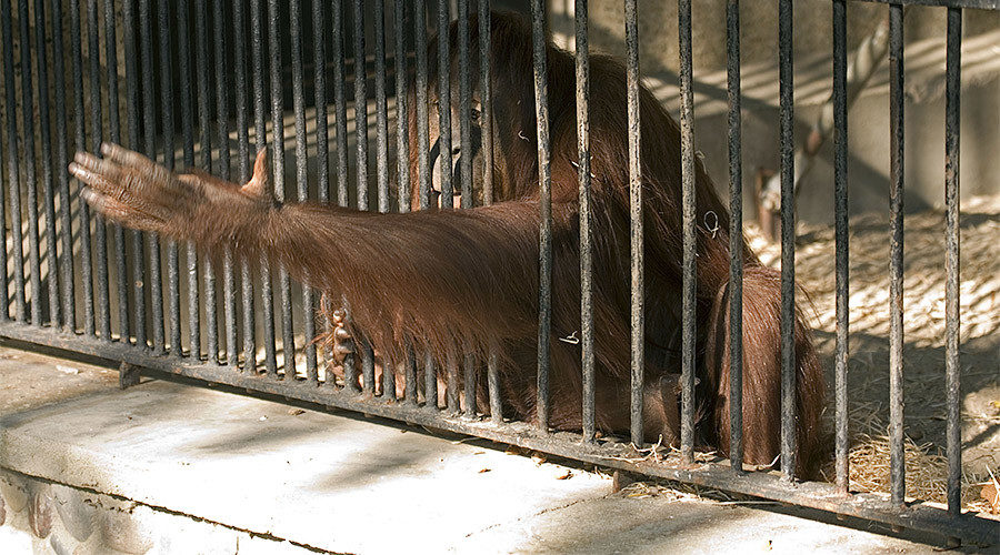animal in cage