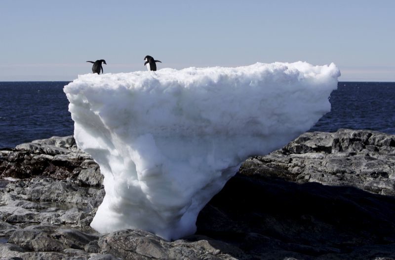 antarctic penguins