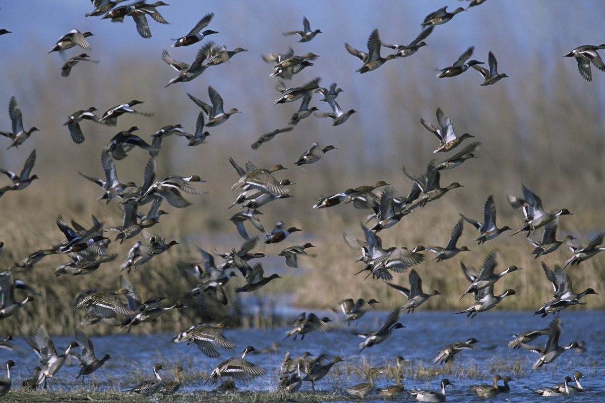 Click to enlarge Waterfowl