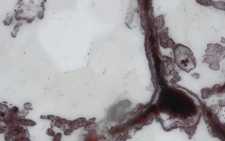 microscopic image earliest lifeforms