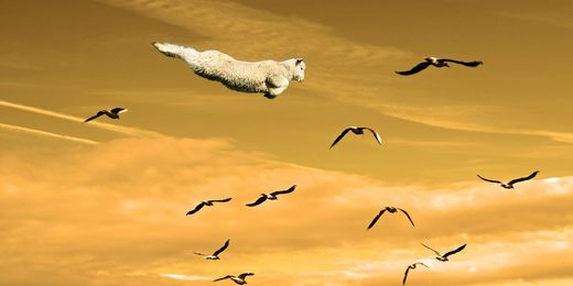 Click to enlarge New Zeeland flying lamb photoshoped