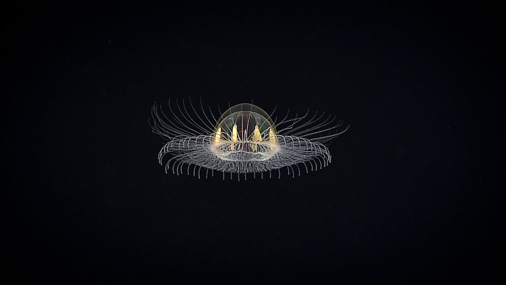 jellyfish discovered