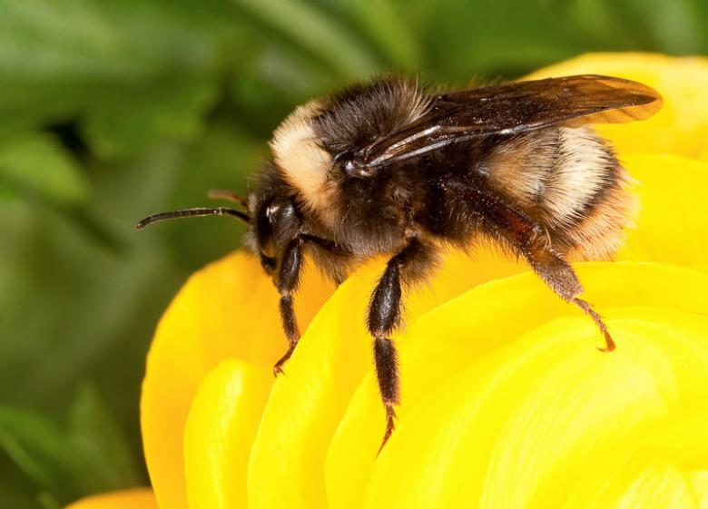 western bumble bee